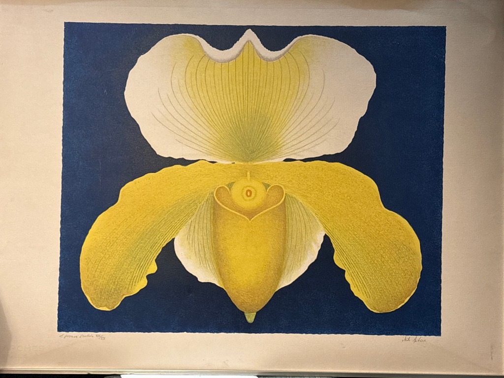 Nils ASTHER — Orchidée jaune