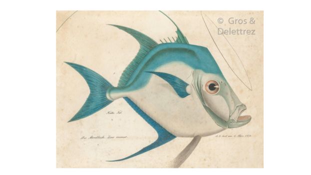  — Le poisson saint-pierre