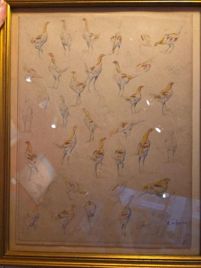 Edouard Merite — Etude de faisans Aquarelle sur trait de crayon. Signée en bas a droite numerotée planche 19/4-I