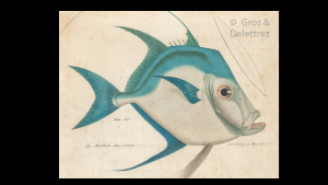 — Le poisson saint-pierre