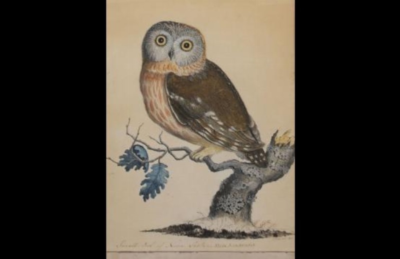 — Petit hibou de Nouvelle Écosse Strix Acadensis